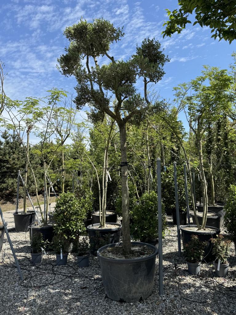 Olea europaea