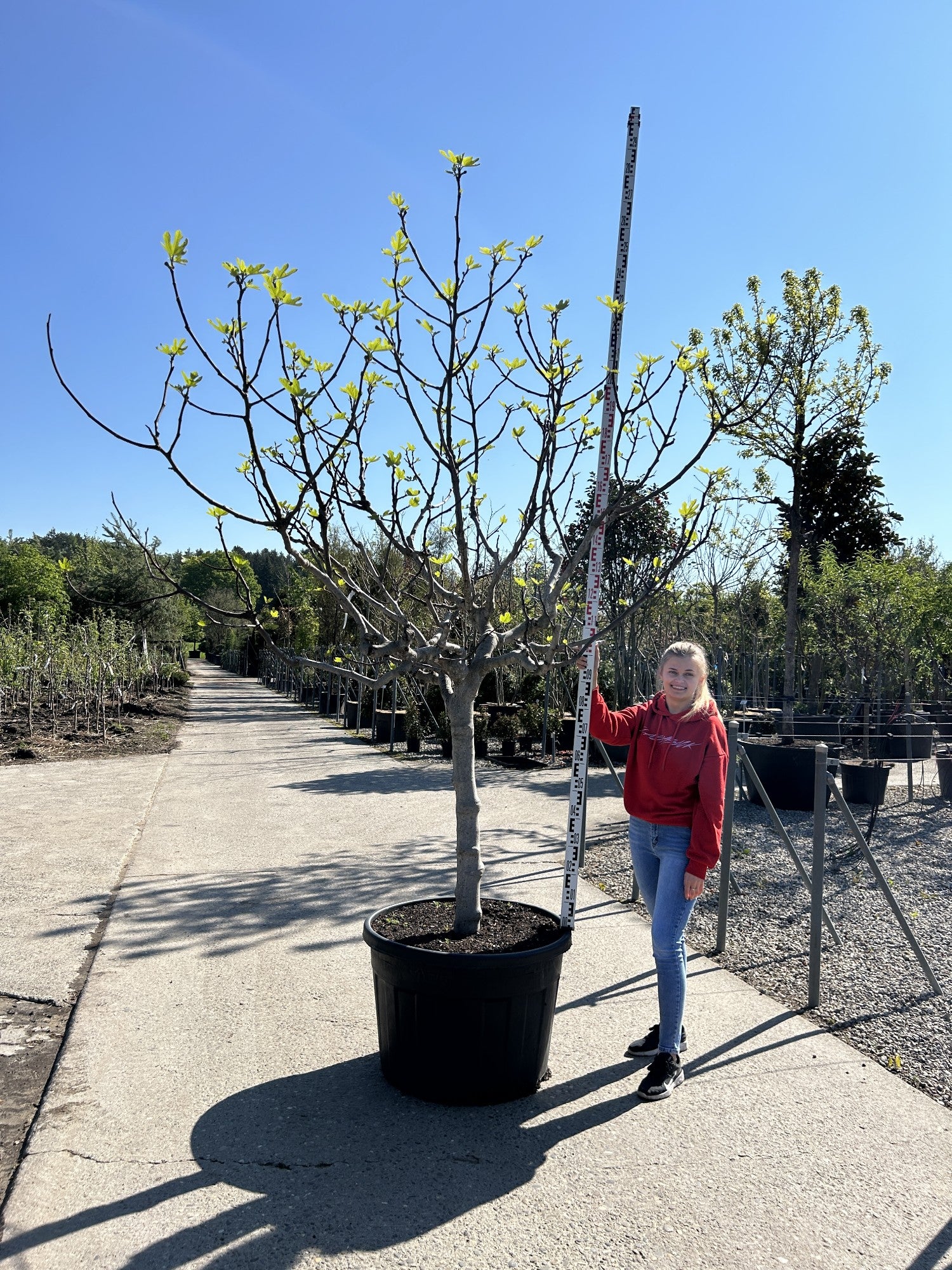 Ficus carica