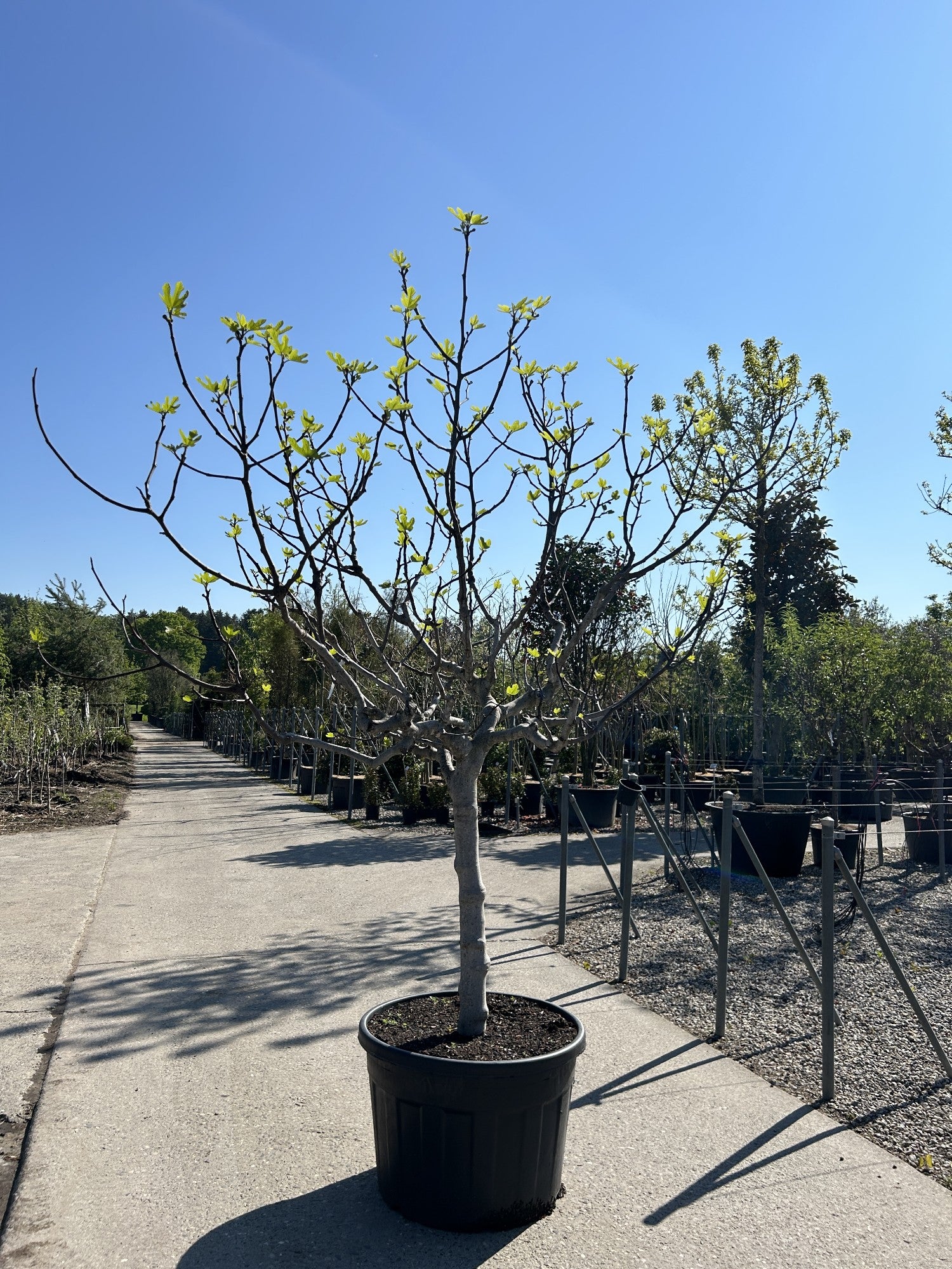 Ficus carica