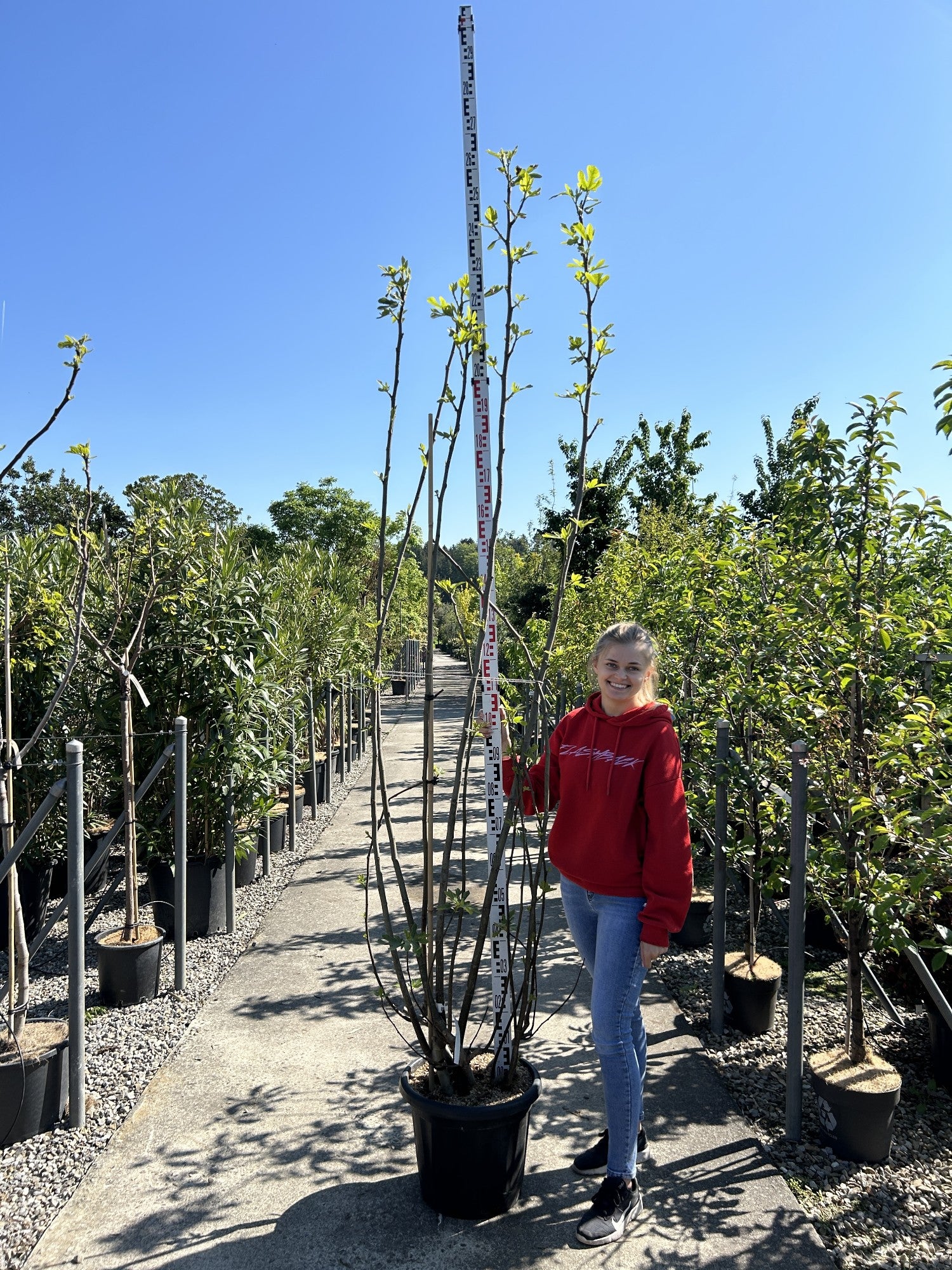 Ficus carica 'Dottato'