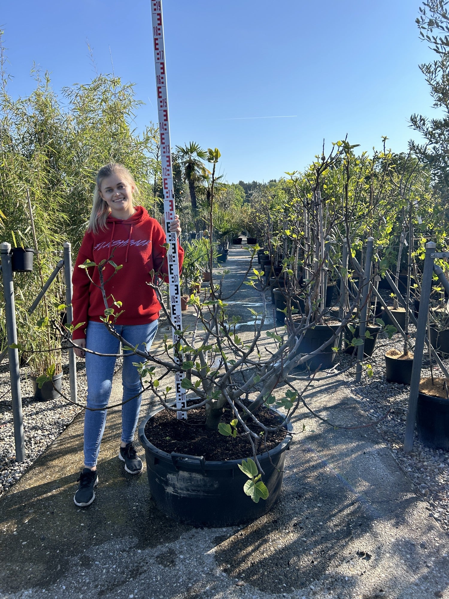 Ficus carica 'Brogiotto Nero'