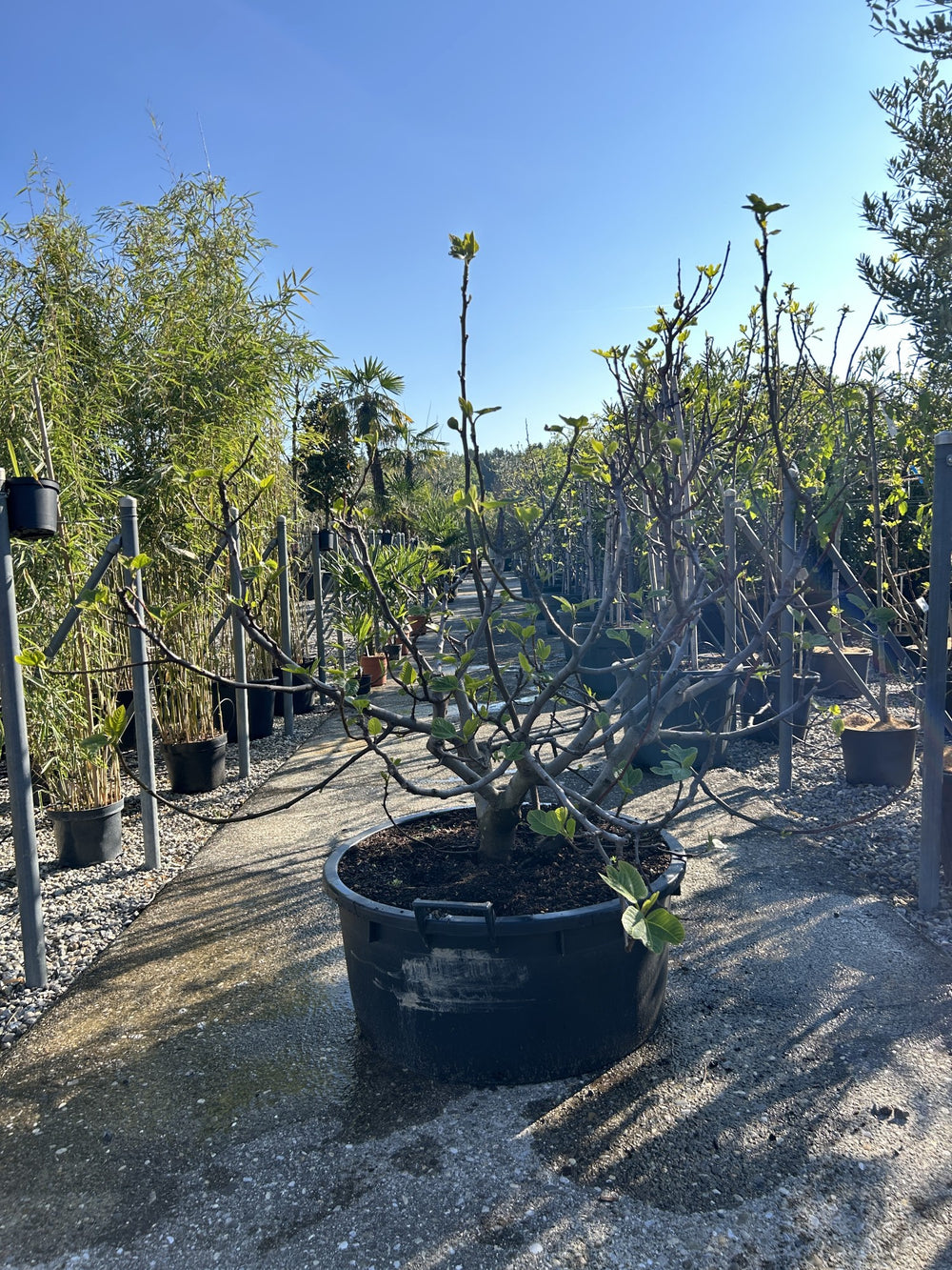 Ficus carica 'Brogiotto Nero'