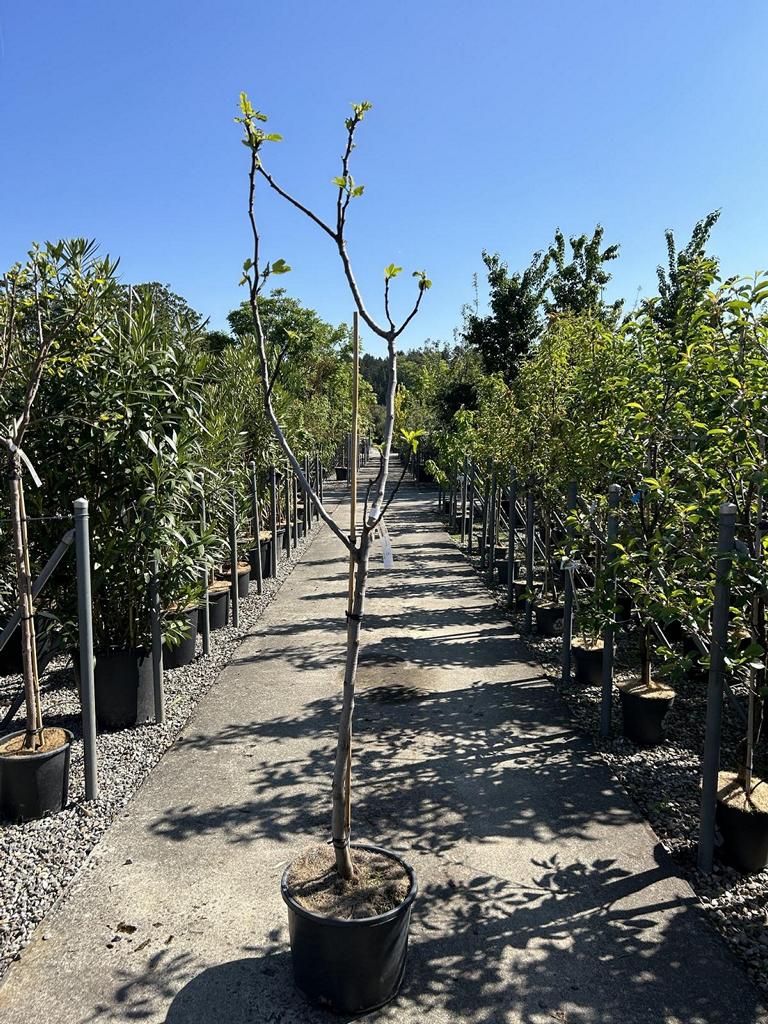 Ficus carica 'Brown Turkey'