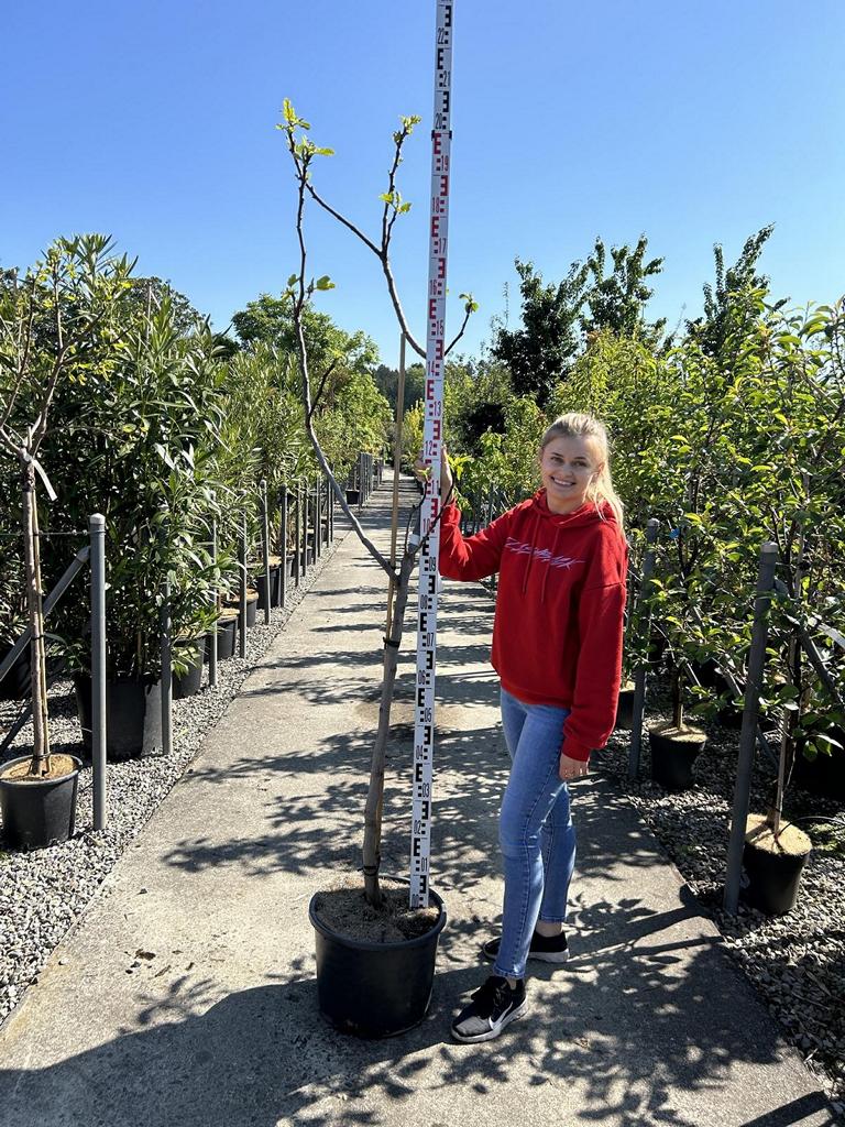 Ficus carica 'Brown Turkey'