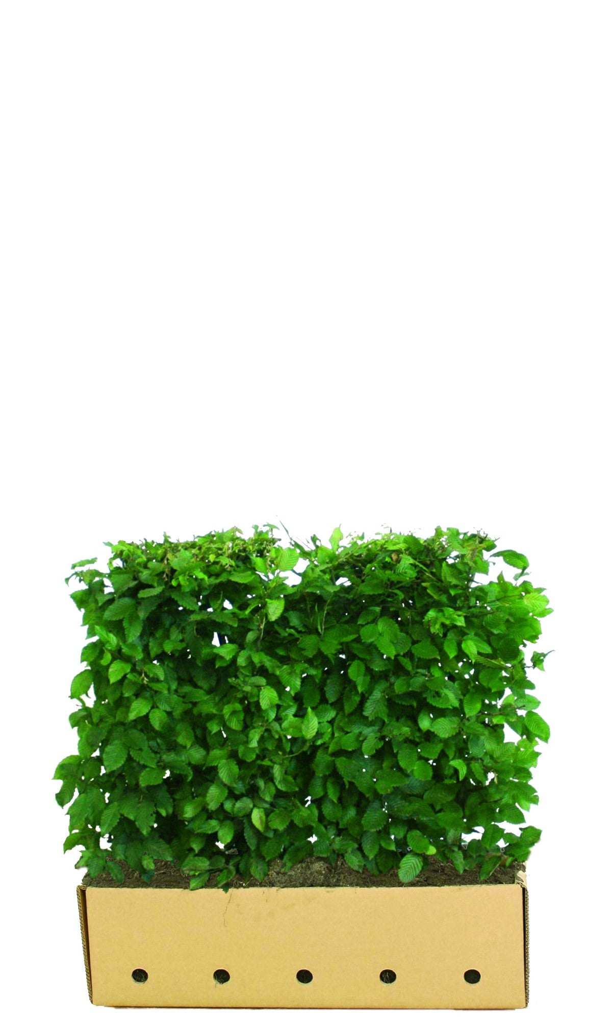 Carpinus betulus Heckenelement QuickHedge 1m