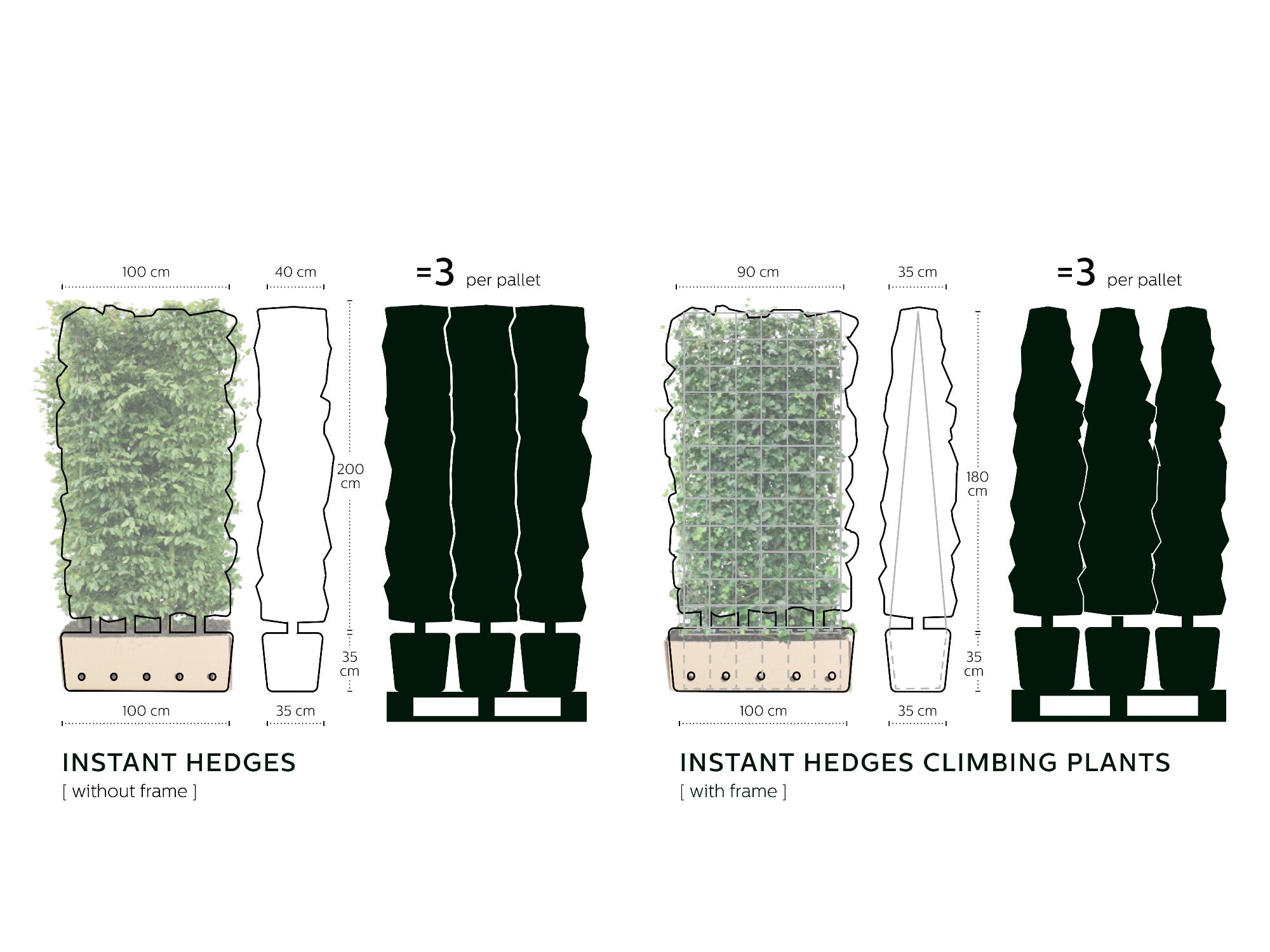 Carpinus betulus Heckenelement QuickHedge 1m