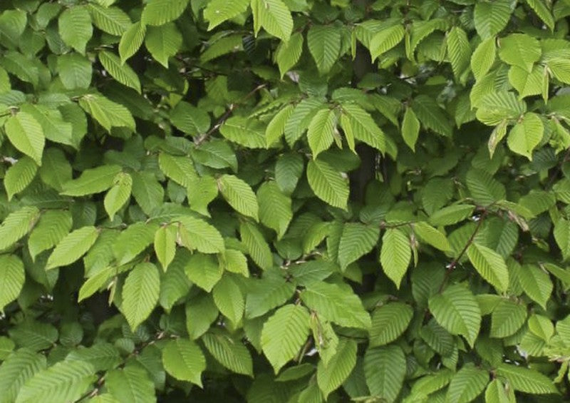 Carpinus betulus Heckenelement