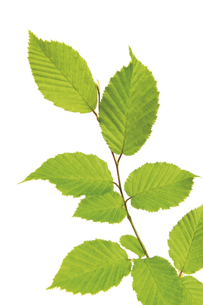 Carpinus betulus Heckenelement