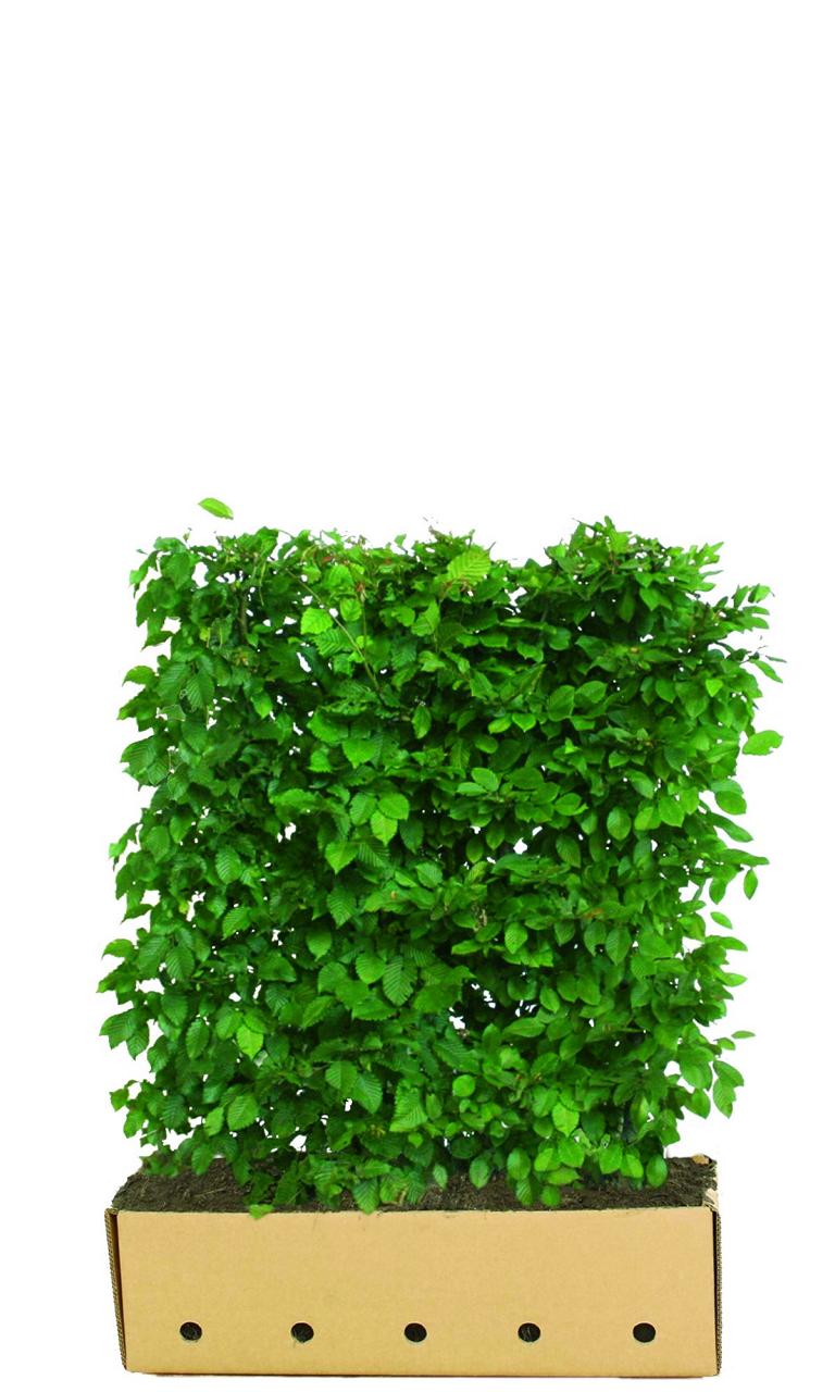 Carpinus betulus Heckenelement