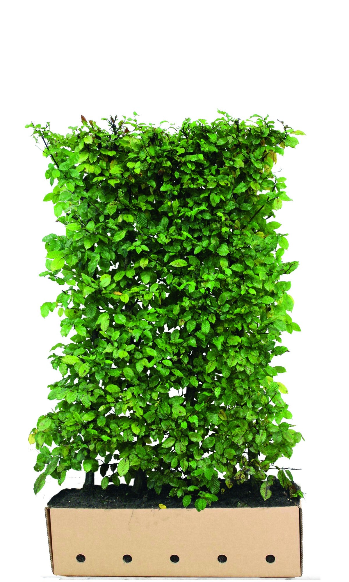 Carpinus betulus Heckenelement QuickHedge 1m