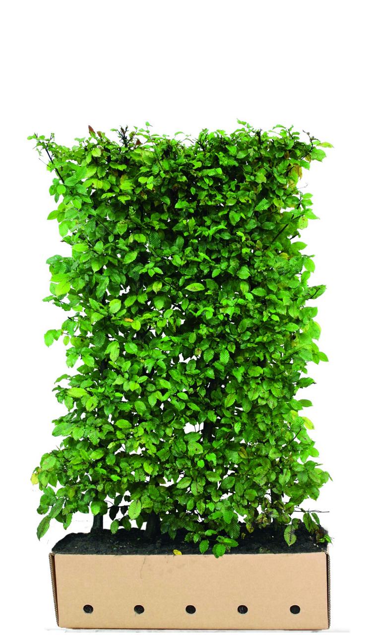 Carpinus betulus Heckenelement