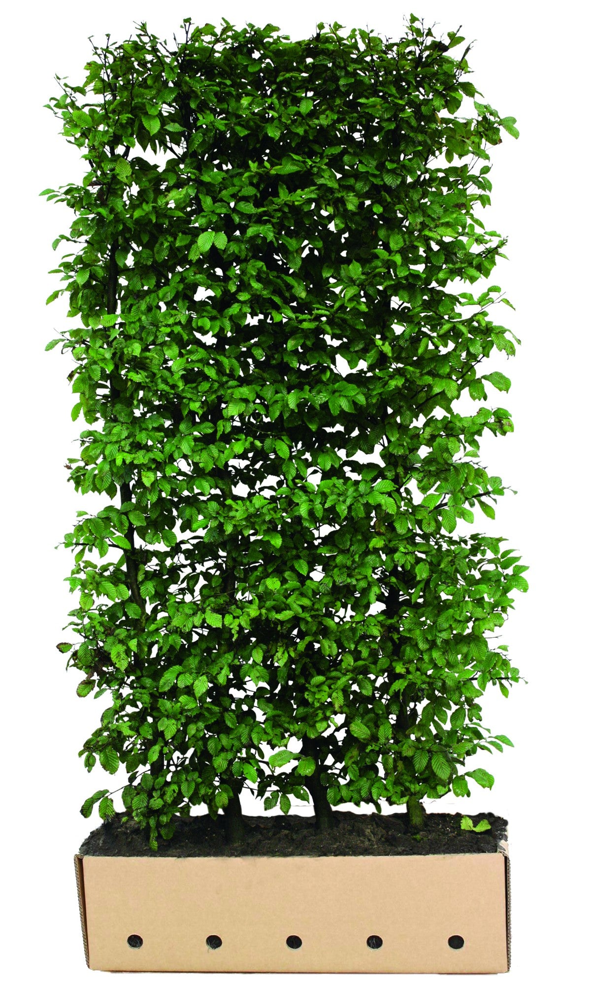 Carpinus betulus Heckenelement QuickHedge 1m