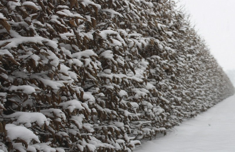 Carpinus betulus Heckenelement