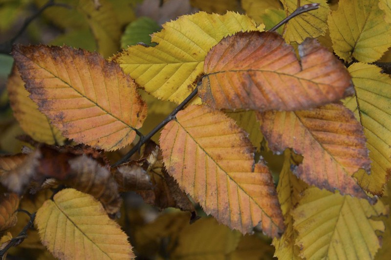 Carpinus betulus Heckenelement