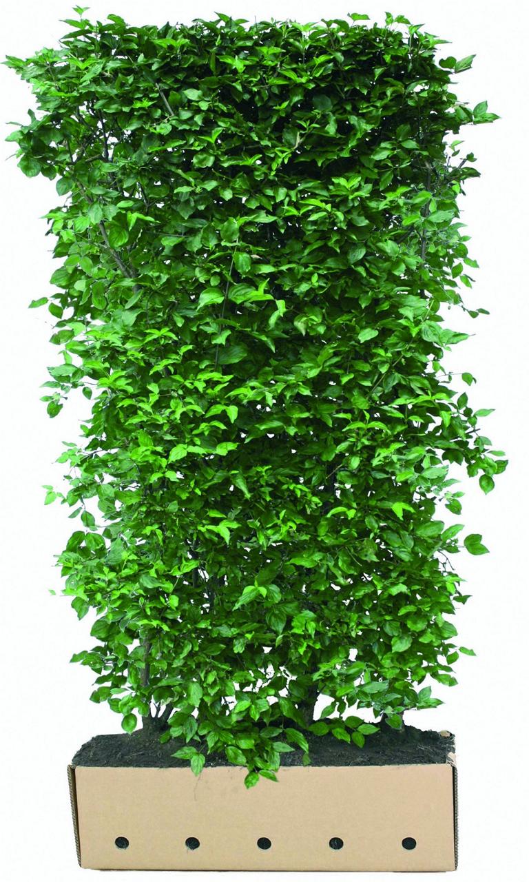 Cornus mas Heckenelement