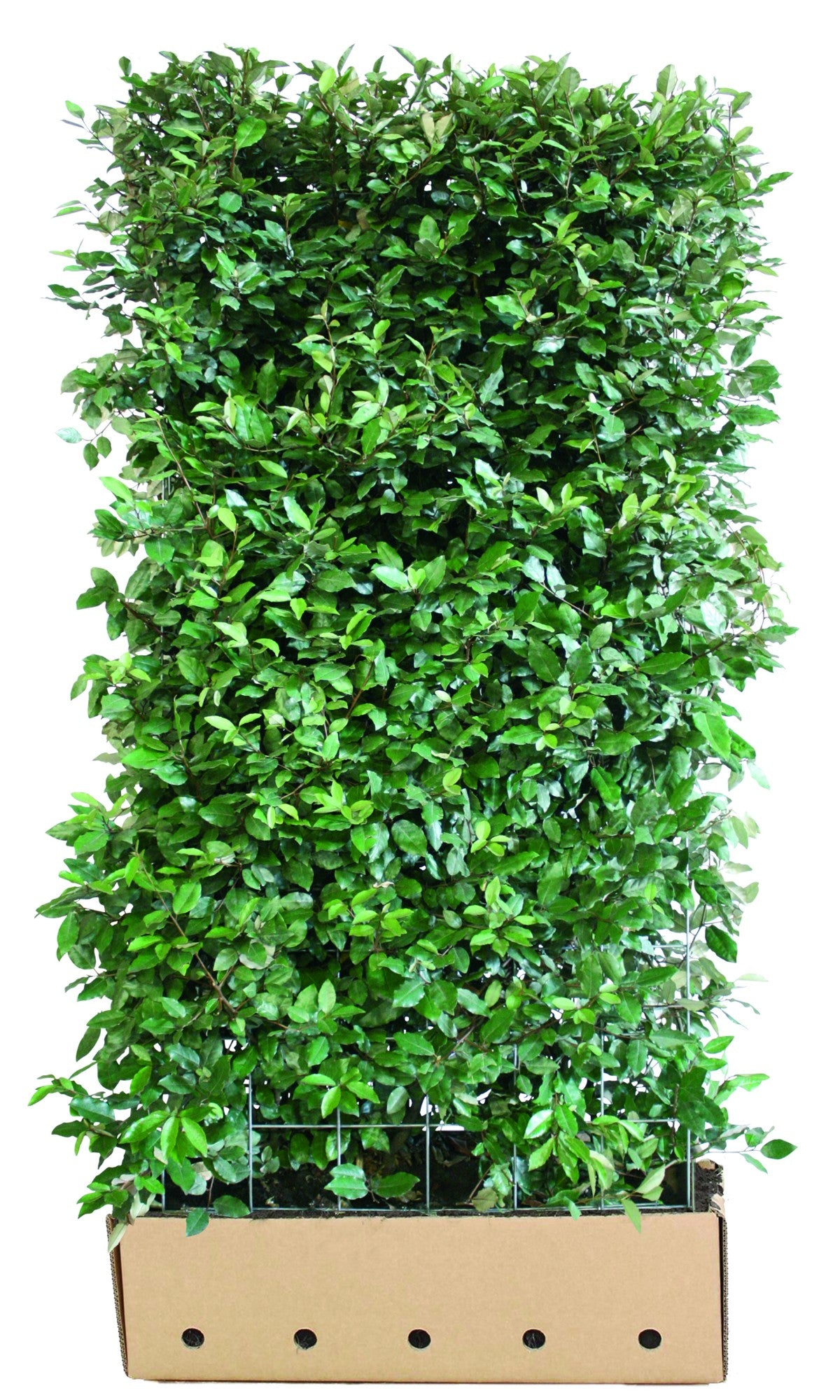 Elaeagnus ebbingei (x) 'Compacta' Heckenelement QuickHedge 1m