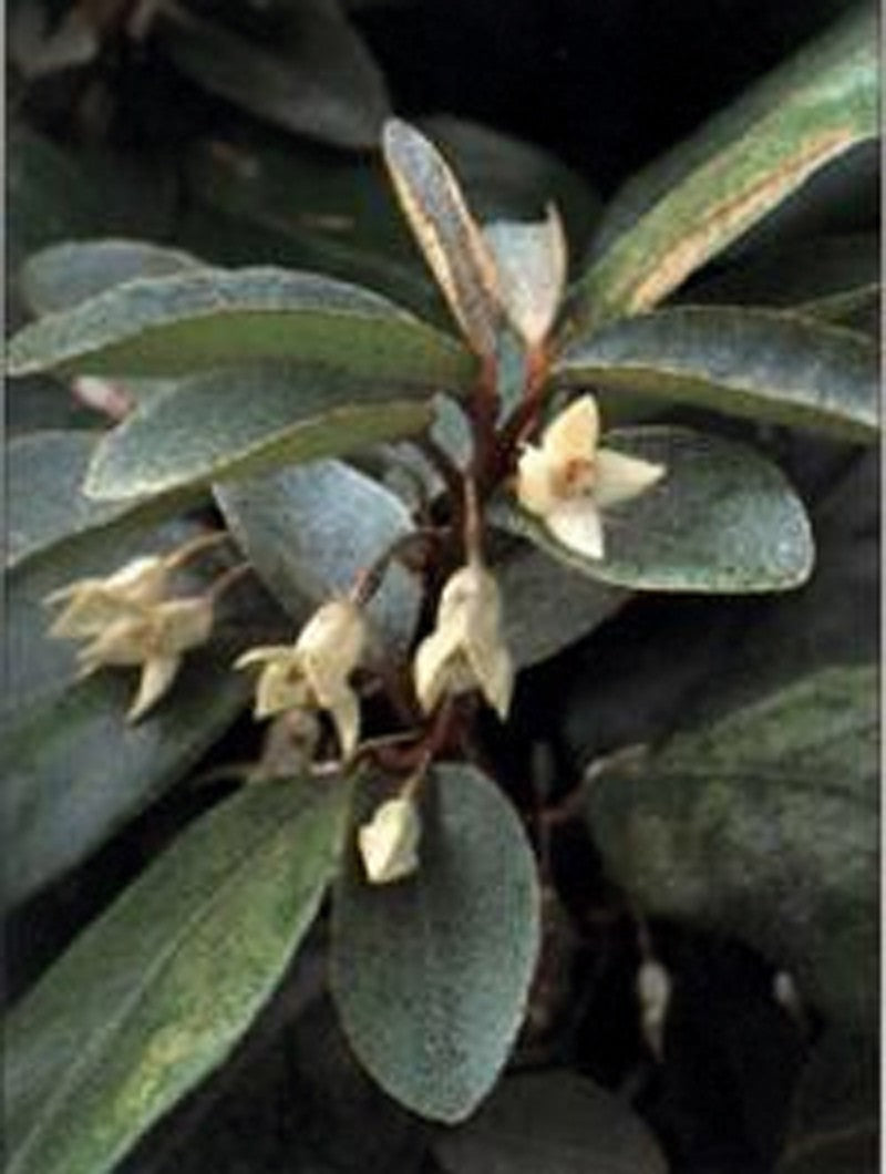 Elaeagnus ebbingei (x) 'Compacta' Heckenelement