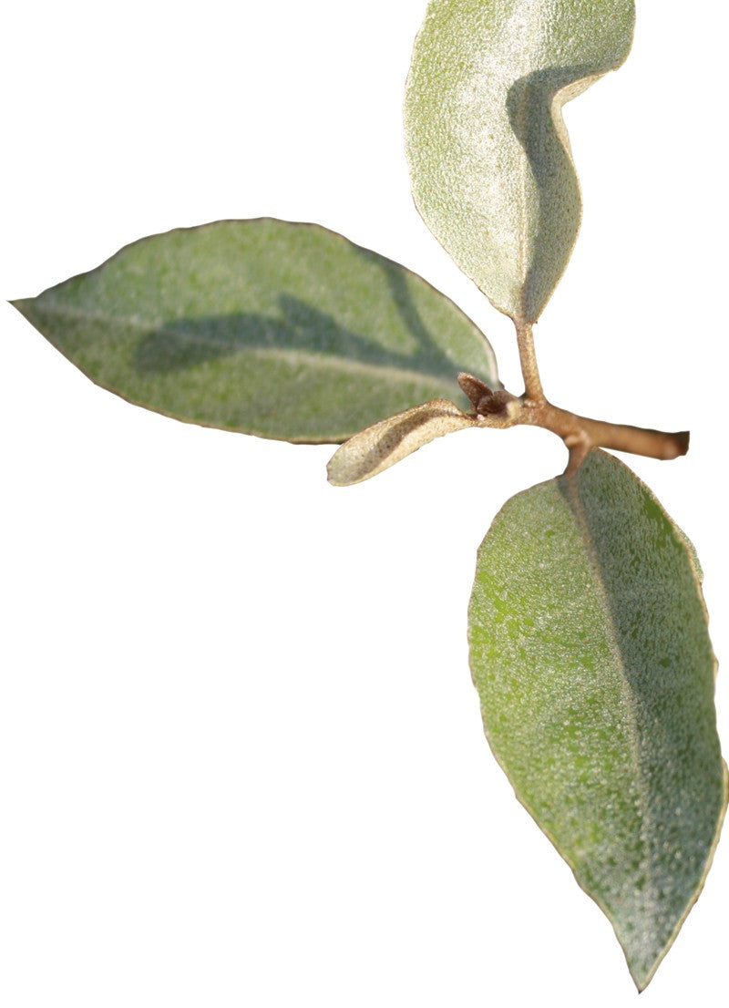 Elaeagnus ebbingei (x) 'Compacta' Heckenelement