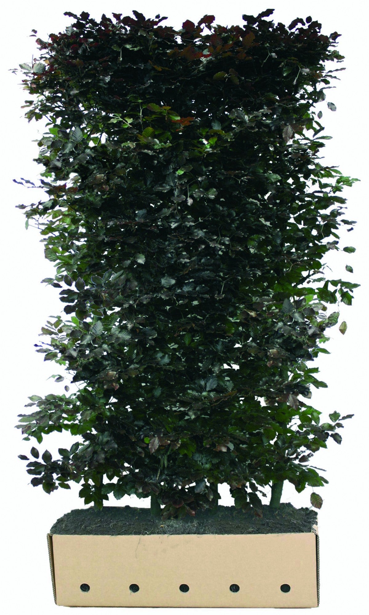 Fagus sylvatica 'Atropunicea' Heckenelement QuickHedge 1m