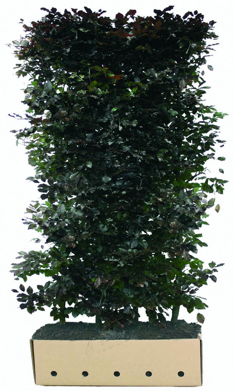 Fagus sylvatica 'Atropunicea' Heckenelement