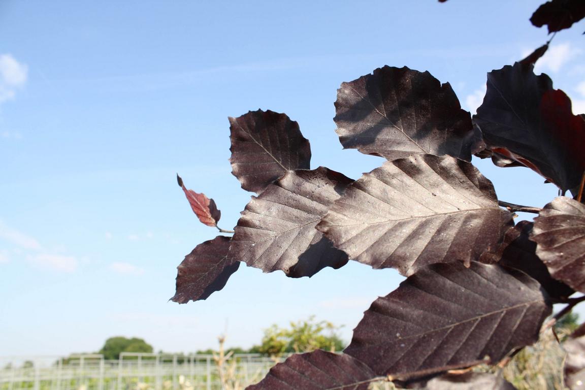 Fagus sylvatica 'Atropunicea' Heckenelement