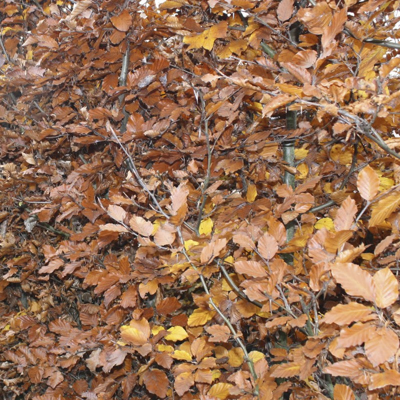 Fagus sylvatica 'Atropunicea' Heckenelement QuickHedge 1m