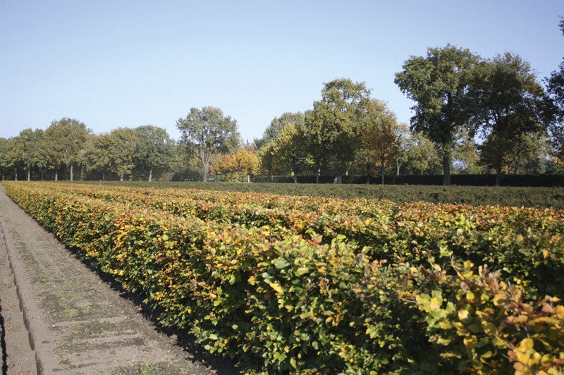 Fagus sylvatica 'Atropunicea' Heckenelement QuickHedge 1m