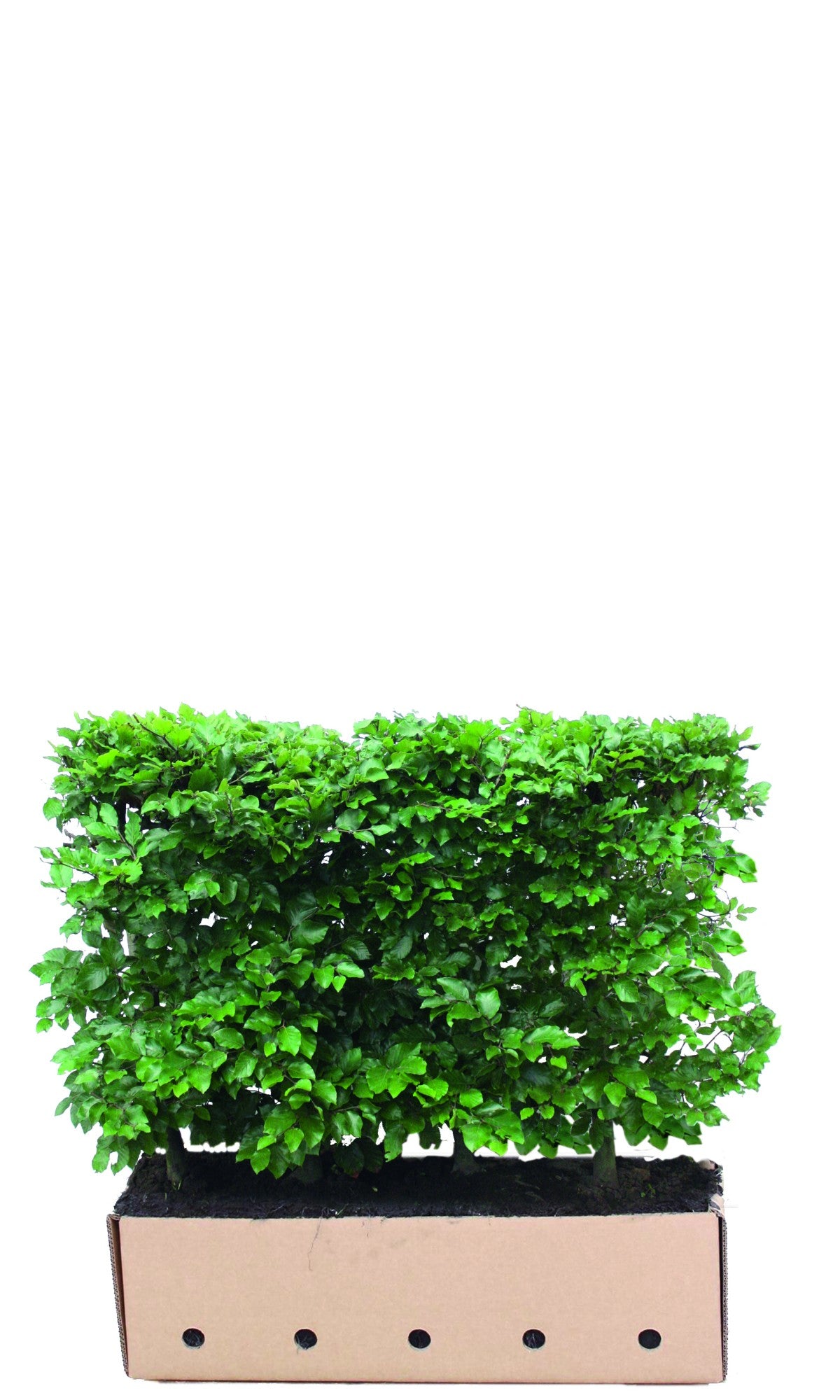 Fagus sylvatica Heckenelement QuickHedge 1m