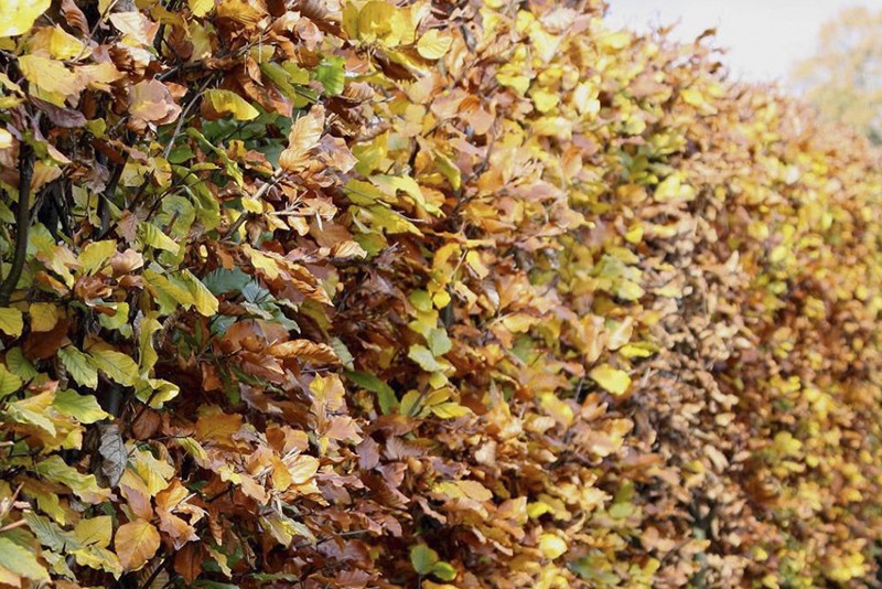 Fagus sylvatica Heckenelement QuickHedge 1m