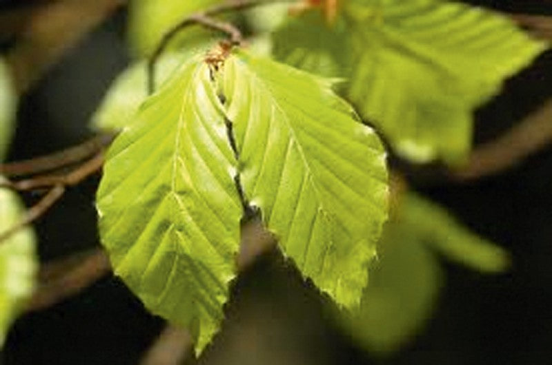 Fagus sylvatica Heckenelement