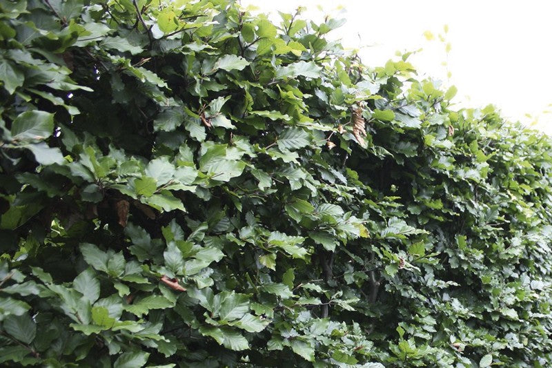 Fagus sylvatica Heckenelement