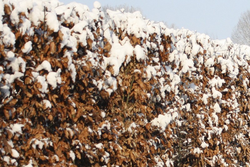 Fagus sylvatica Heckenelement