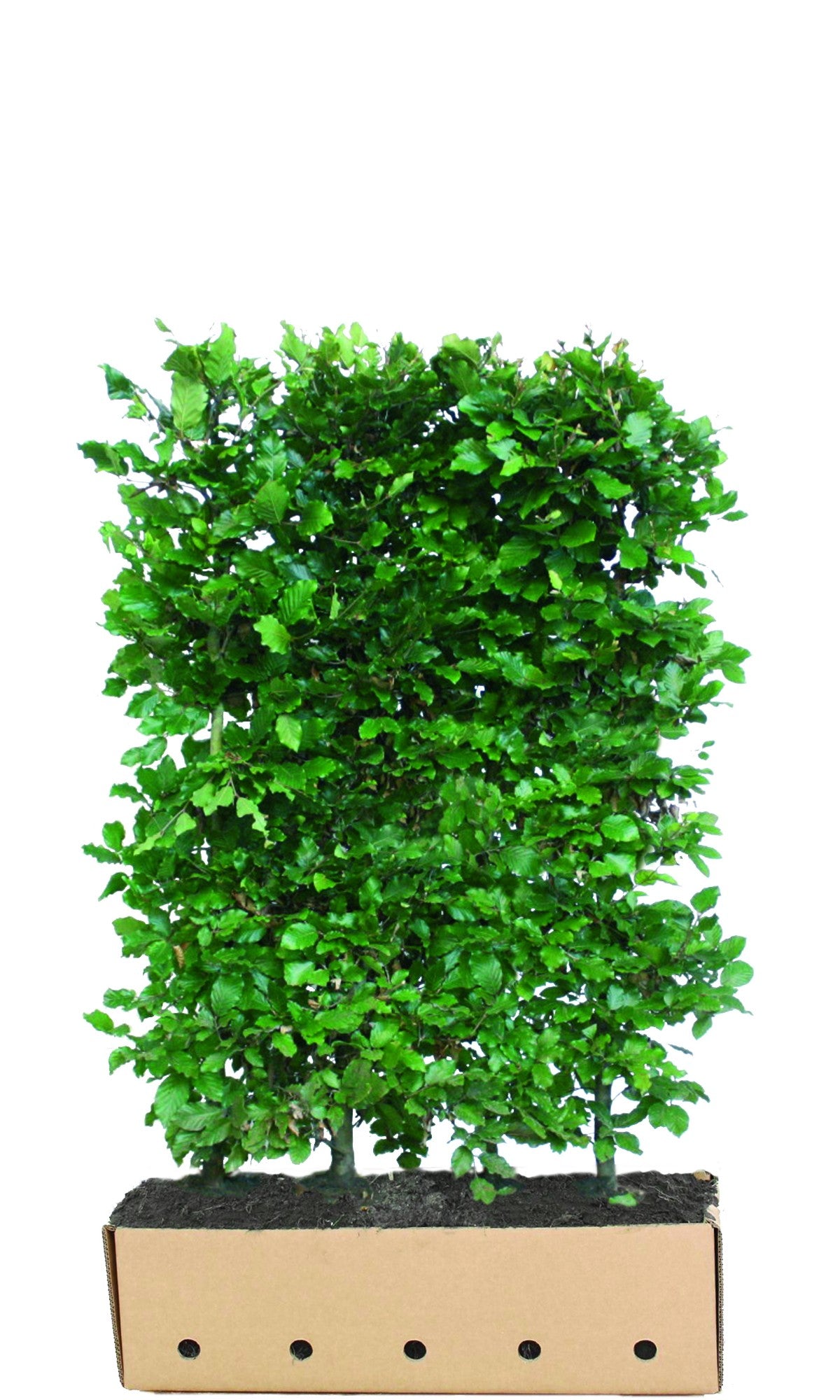 Fagus sylvatica Heckenelement QuickHedge 1m