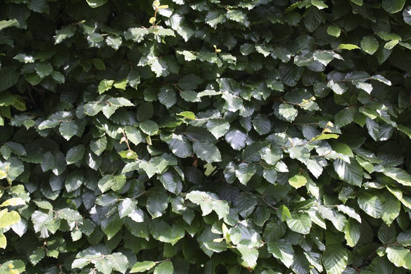 Fagus sylvatica Heckenelement QuickHedge 1m