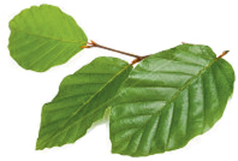 Fagus sylvatica Heckenelement