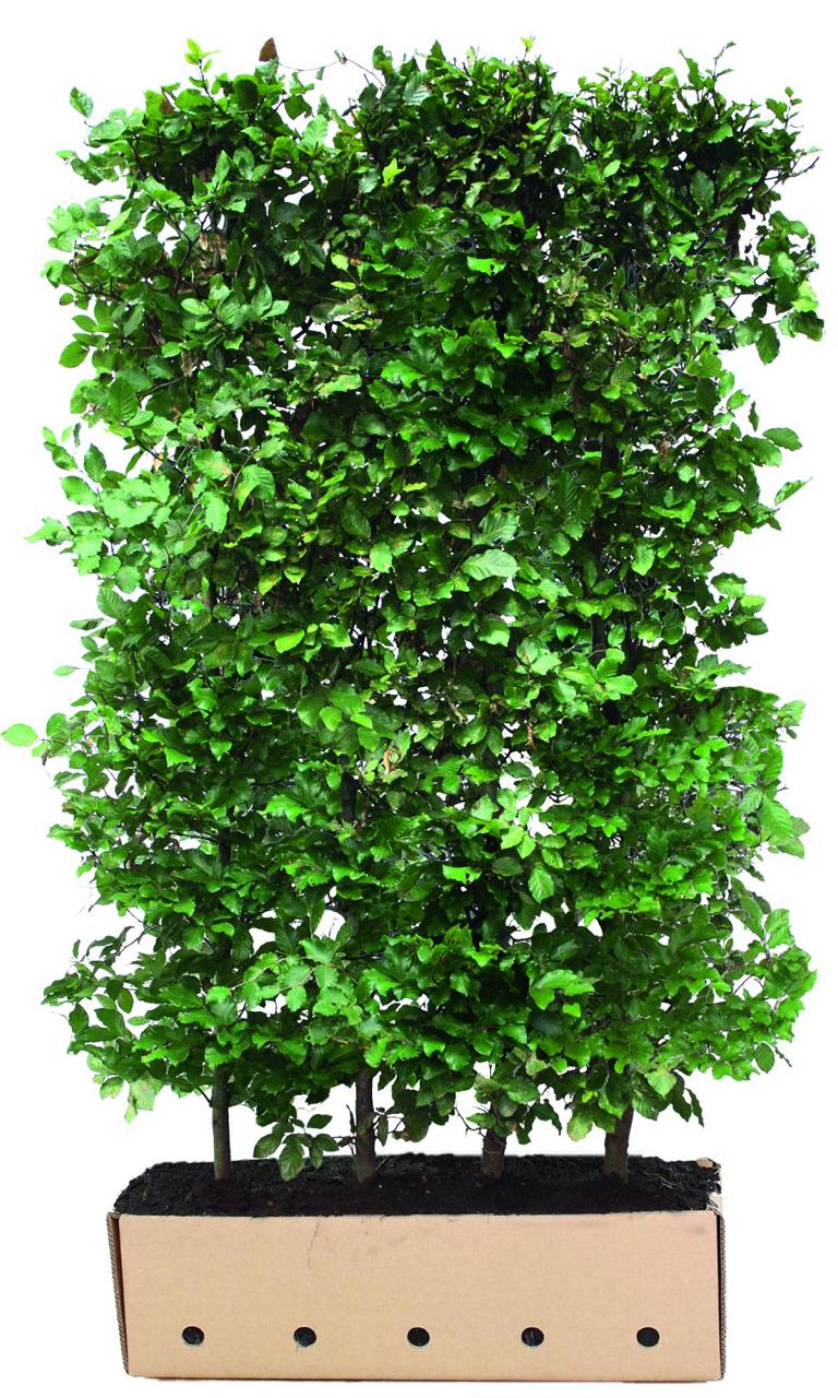 Fagus sylvatica Heckenelement