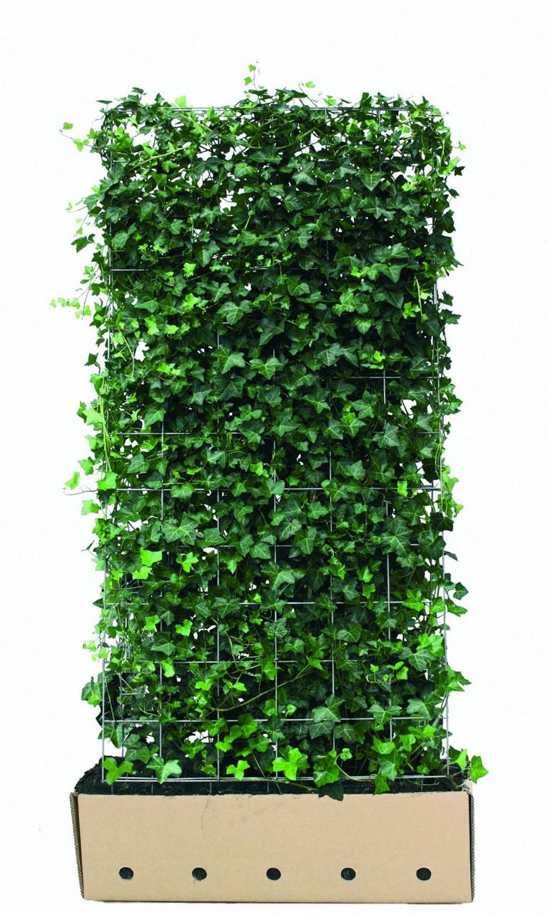 Hedera hibernica Heckenelement