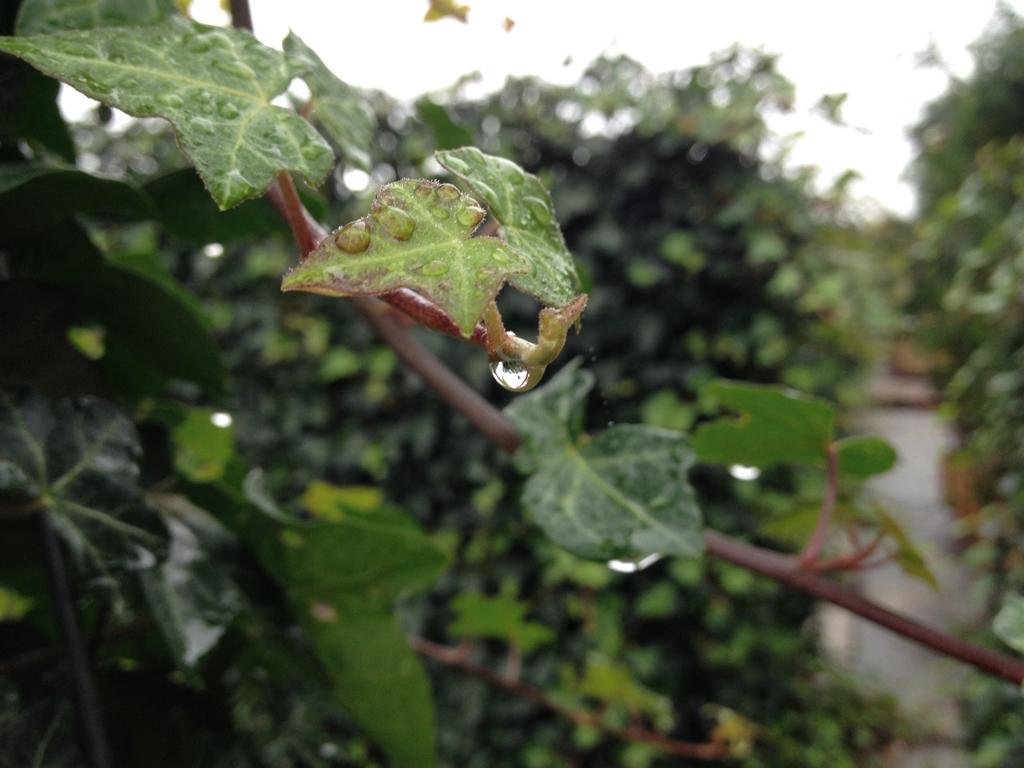 Hedera hibernica Heckenelement