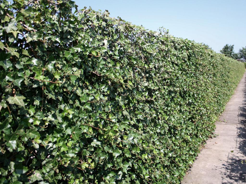 Hedera hibernica Heckenelement