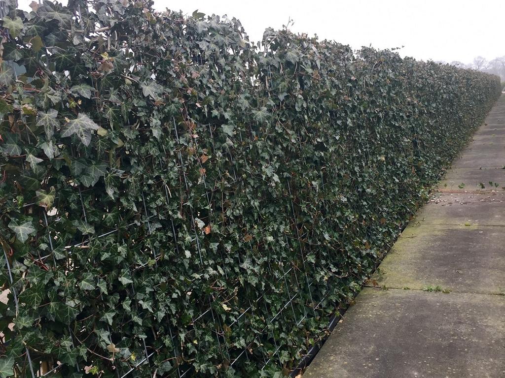 Hedera hibernica Heckenelement