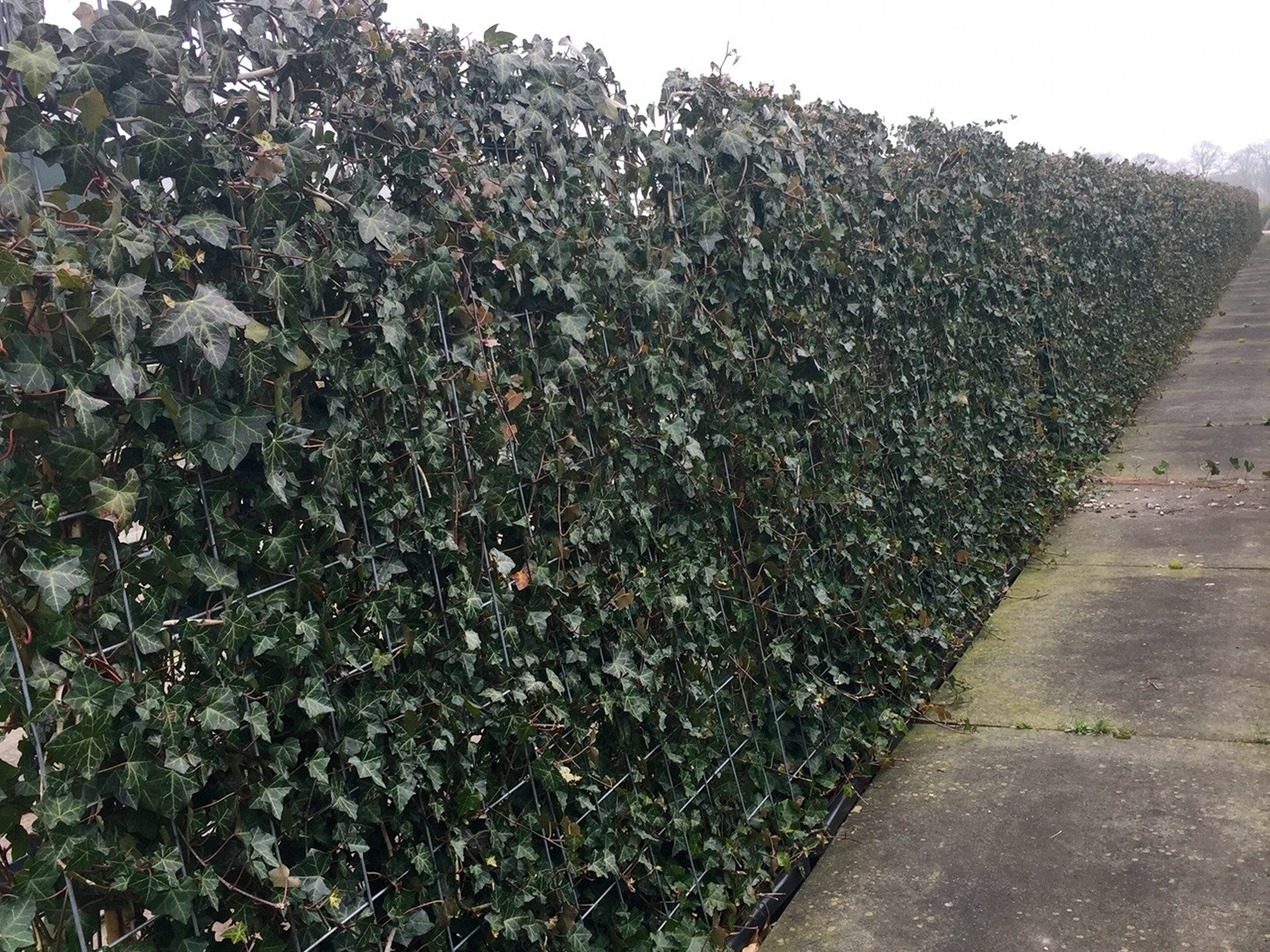 Hedera hibernica Heckenelement QuickHedge 1m