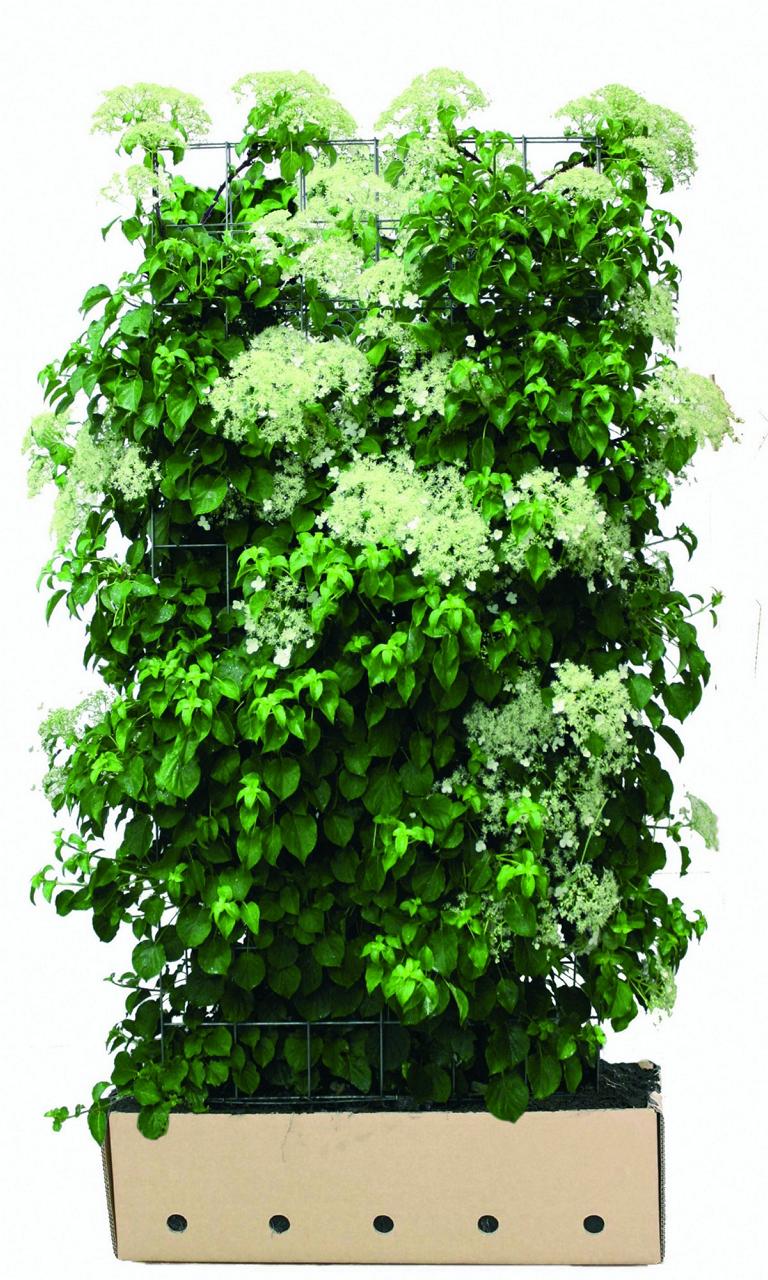 Hydrangea anomala ssp. petiolaris Heckenelement