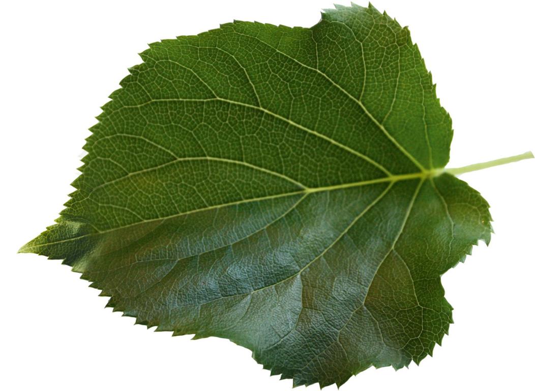 Hydrangea anomala ssp. petiolaris Heckenelement