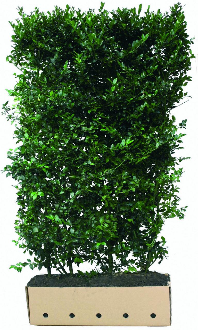 Ilex meserveae (x) 'Blue Maid' Heckenelement