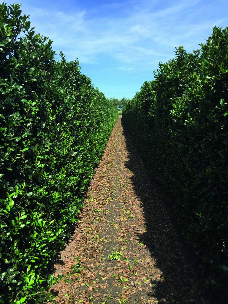 Ilex meserveae (x) 'Blue Maid' Heckenelement