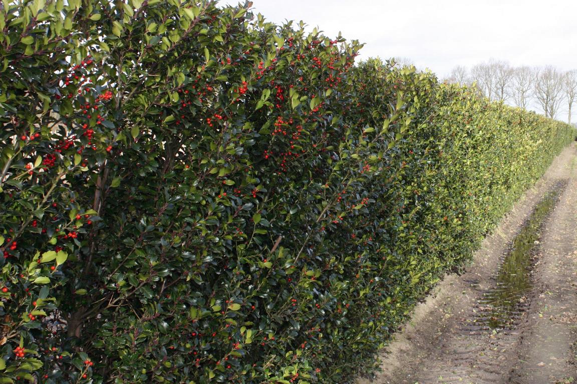 Ilex meserveae (x) 'Blue Maid' Heckenelement