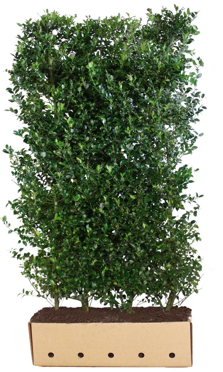 Ilex meserveae (x) 'Blue Prince' Heckenelement