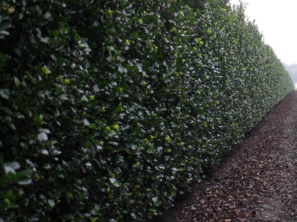 Ilex meserveae (x) 'Blue Prince' Heckenelement