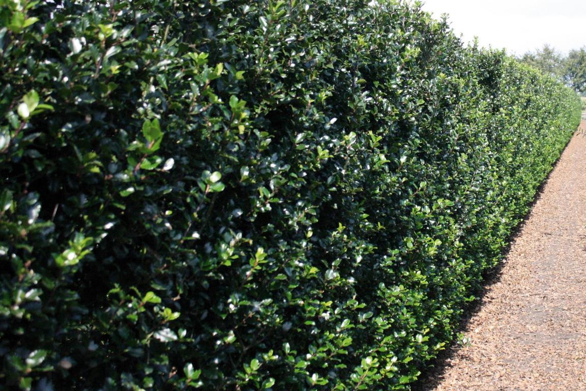 Ilex meserveae (x) 'Blue Prince' Heckenelement