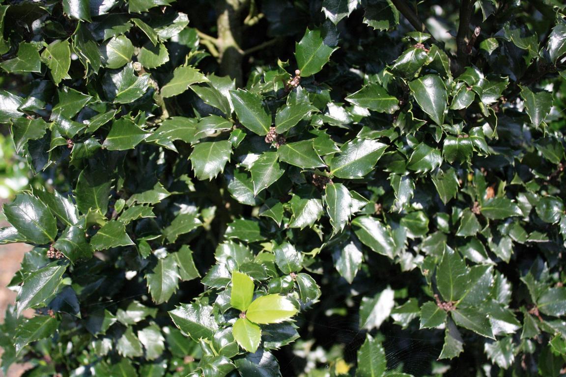 Ilex meserveae (x) 'Blue Prince' Heckenelement